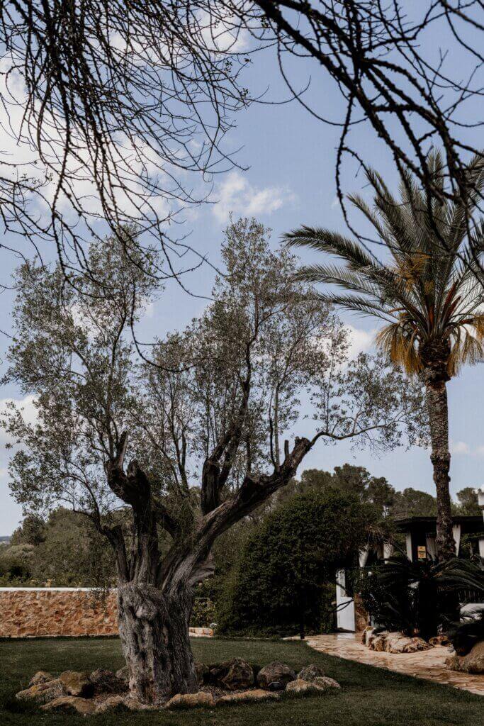 Destination Wedding unter Olivenbäumen