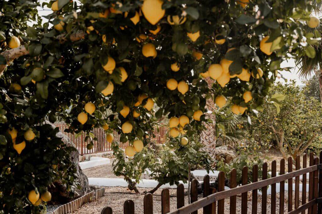 Zitronenbaum – Mediterranes Hochzeitsflair